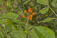 American Bittersweet, Celastrus scandens