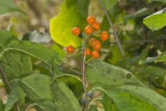American Bittersweet, Celastrus scandens