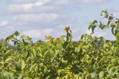 American Bittersweet, Celastrus scandens