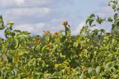 American Bittersweet, Celastrus scandens