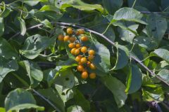 American Bittersweet, Celastrus scandens