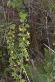 American Black Currant, Ribes americana