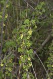American Black Currant, Ribes americana