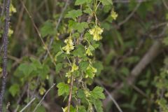 American Black Currant, Ribes americana