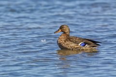 American Black Duck, Anas rubripes