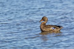 American Black Duck, Anas rubripes