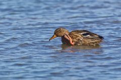 American Black Duck, Anas rubripes