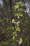 American Bladdernut, Staphylea trifolia