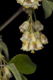 American Bladdernut, Staphylea trifolia