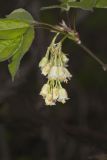 American Bladdernut, Staphylea trifolia