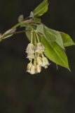 American Bladdernut, Staphylea trifolia