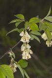 American Bladdernut, Staphylea trifolia