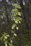 American Bladdernut, Staphylea trifolia