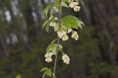 Staphyleaceae, Bladdernut family