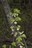American Bladdernut, Staphylea trifolia