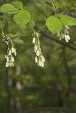 American Bladdernut, Staphylea trifolia