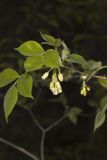 American Bladdernut, Staphylea trifolia