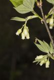 American Bladdernut, Staphylea trifolia