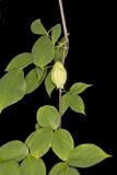 American Bladdernut, Staphylea trifolia