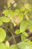 American Bladdernut, Staphylea trifolia