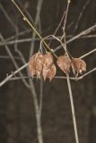 American Bladdernut, Staphylea trifolia