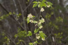American Bladdernut, Staphylea trifolia American Bladdernut, Staphylea trifolia