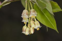 American Bladdernut, Staphylea trifolia American Bladdernut, Staphylea trifolia