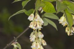 American Bladdernut, Staphylea trifolia American Bladdernut, Staphylea trifolia