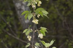 American Bladdernut, Staphylea trifolia American Bladdernut, Staphylea trifolia