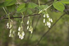 American Bladdernut, Staphylea trifolia American Bladdernut, Staphylea trifolia