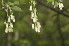 American Bladdernut, Staphylea trifolia American Bladdernut, Staphylea trifolia