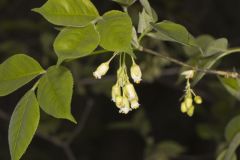 American Bladdernut, Staphylea trifolia American Bladdernut, Staphylea trifolia