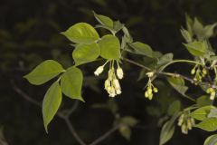 American Bladdernut, Staphylea trifolia American Bladdernut, Staphylea trifolia