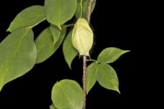 American Bladdernut, Staphylea trifolia American Bladdernut, Staphylea trifolia