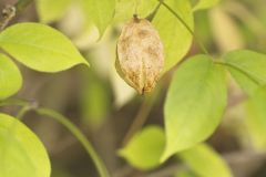 American Bladdernut, Staphylea trifolia American Bladdernut, Staphylea trifolia