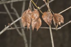 American Bladdernut, Staphylea trifolia American Bladdernut, Staphylea trifolia