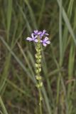 American Bluehearts, Buchnera americana