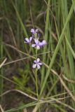 American Bluehearts, Buchnera americana