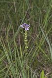 American Bluehearts, Buchnera americana