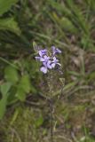 American Bluehearts, Buchnera americana
