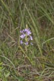 American Bluehearts, Buchnera americana