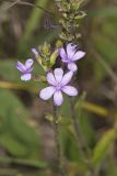 American Bluehearts, Buchnera americana