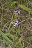 American Bluehearts, Buchnera americana
