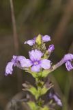 American Bluehearts, Buchnera americana