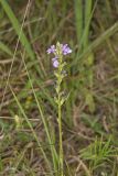American Bluehearts, Buchnera americana