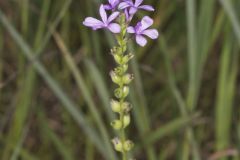 American Bluehearts, Buchnera americana