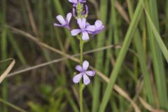 American Bluehearts, Buchnera americana