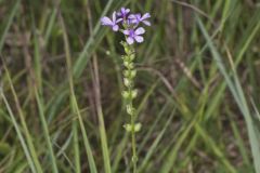 American Bluehearts, Buchnera americana