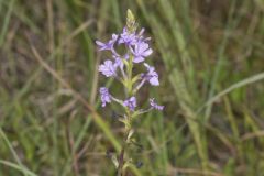 American Bluehearts, Buchnera americana