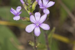 American Bluehearts, Buchnera americana